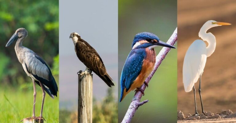 Purbasthali Bird Sanctuary 1 768x402